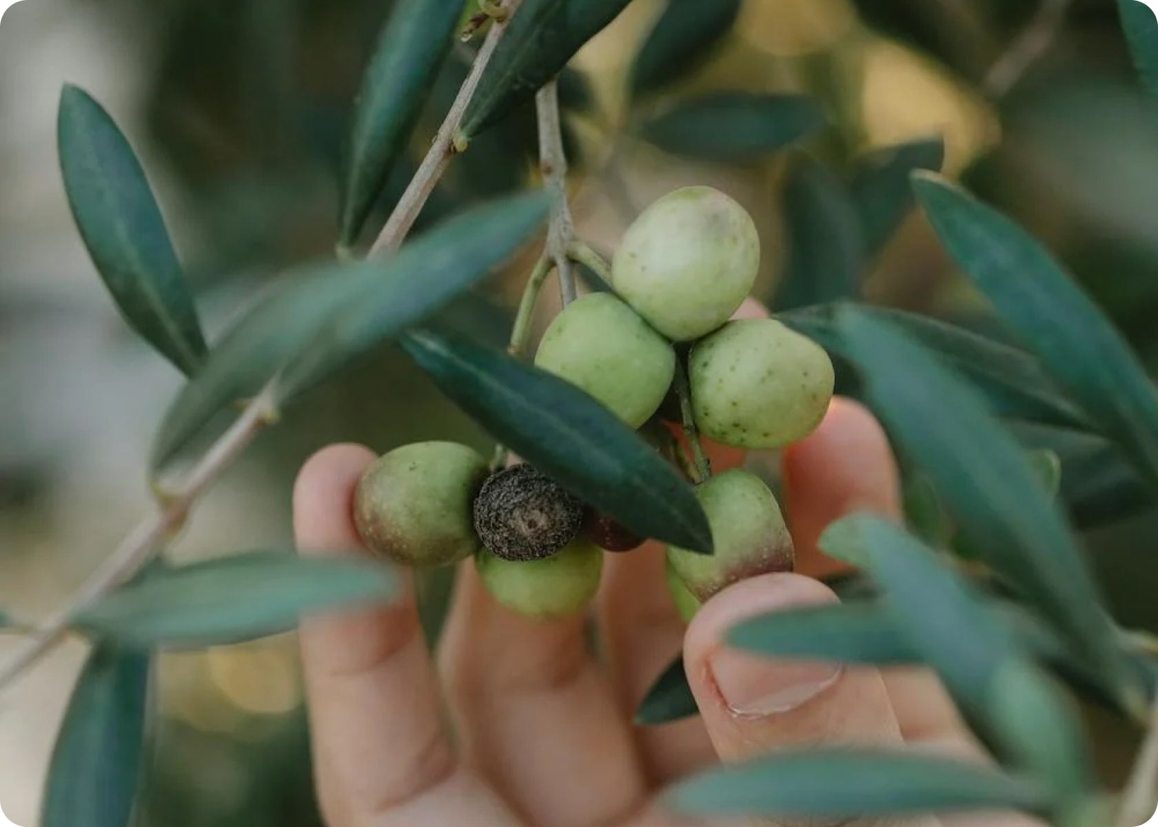 Essential Tools for Every Avid Gardener