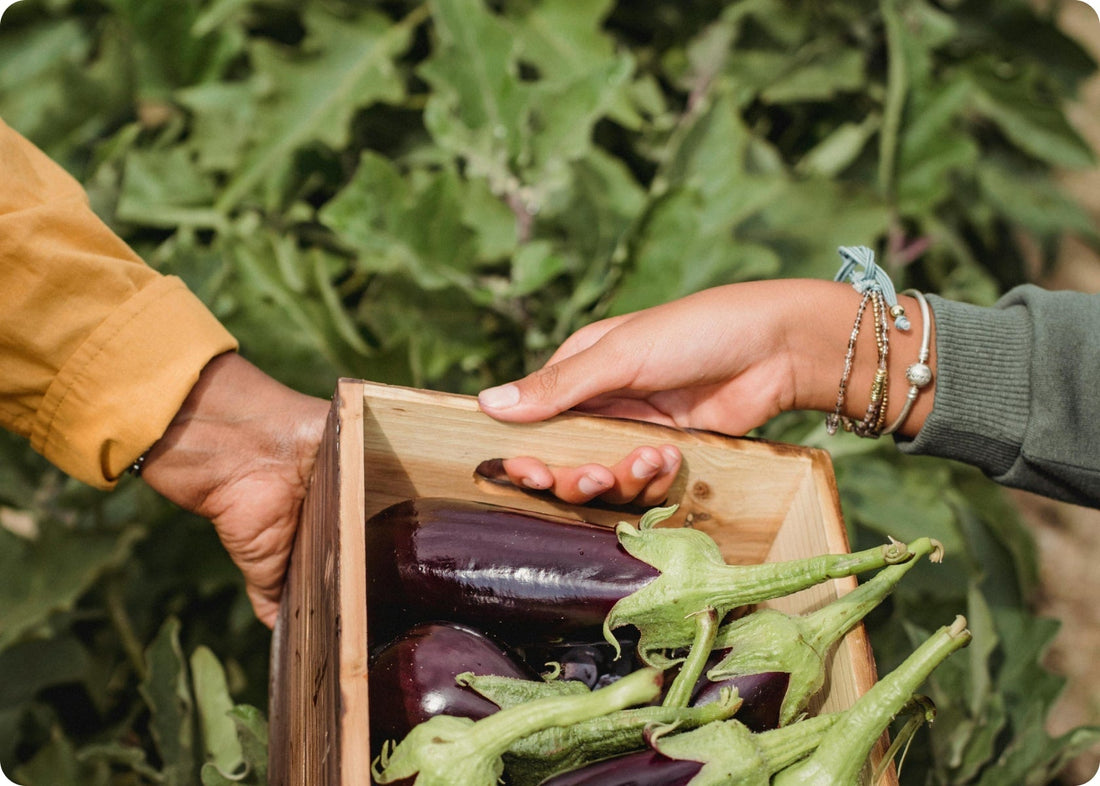Best Organic Fertilizers for Garden Success
