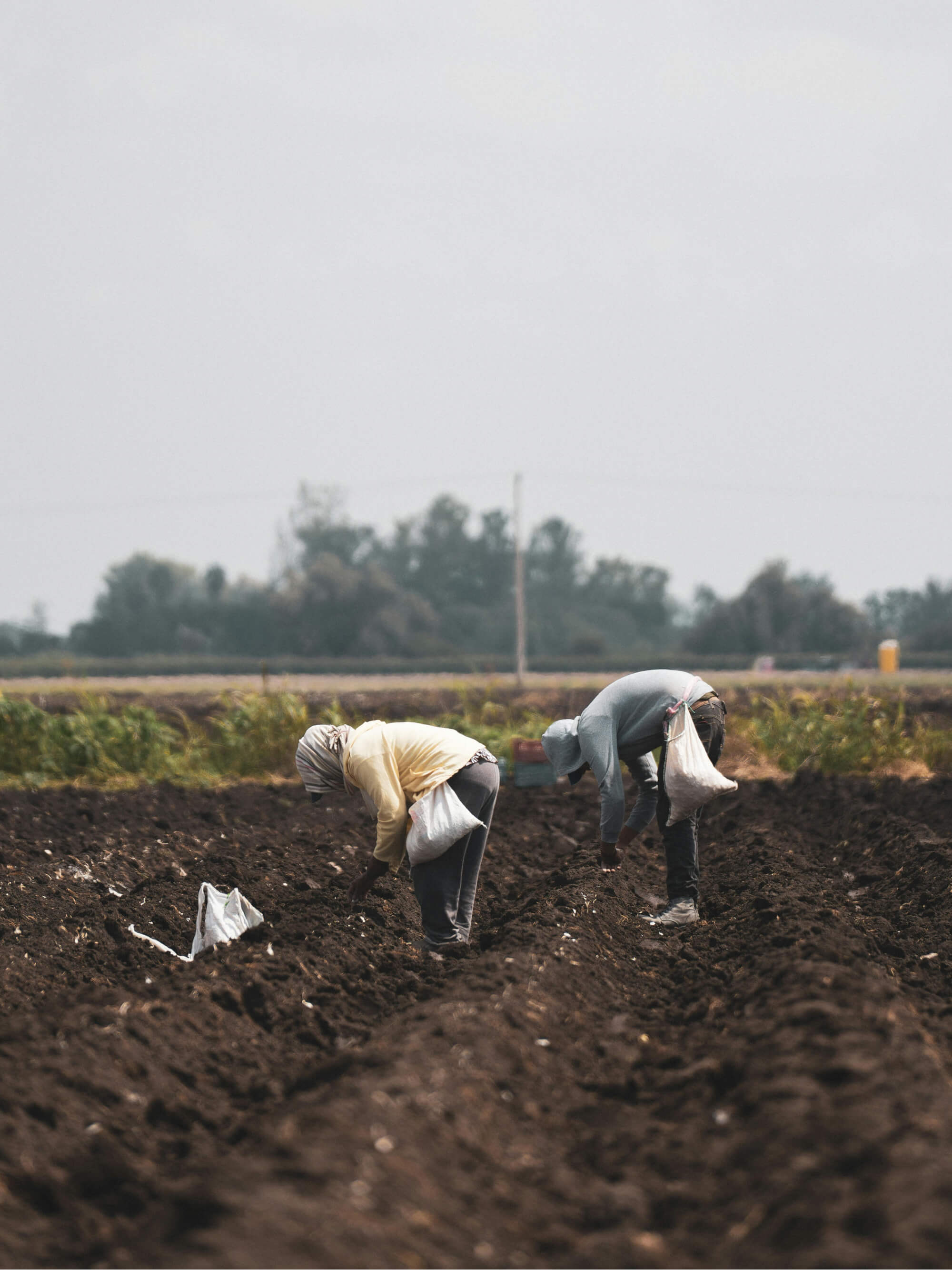 Field Utility Carpenter Pants