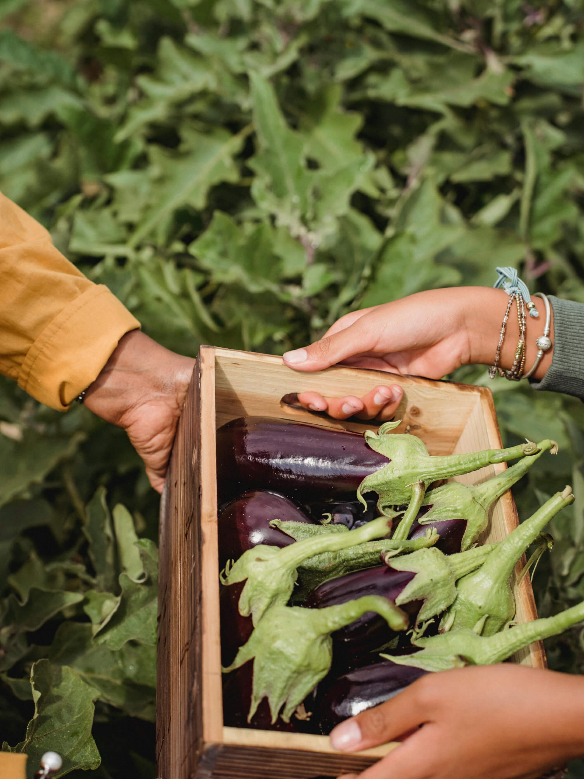 Heirloom Harvest Box